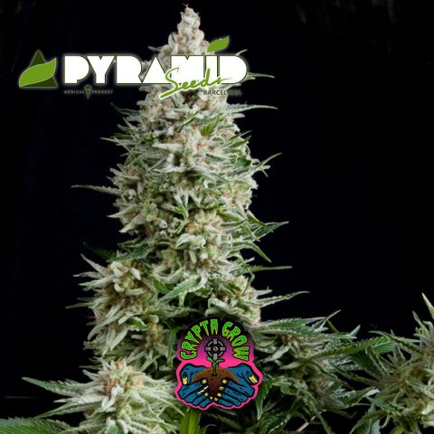 PYRAMID SEEDS AUTO AMNESIA GOLD X1 CRYPTA GROWSHOP